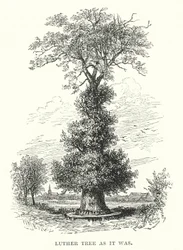 Lutherboom zoals het was